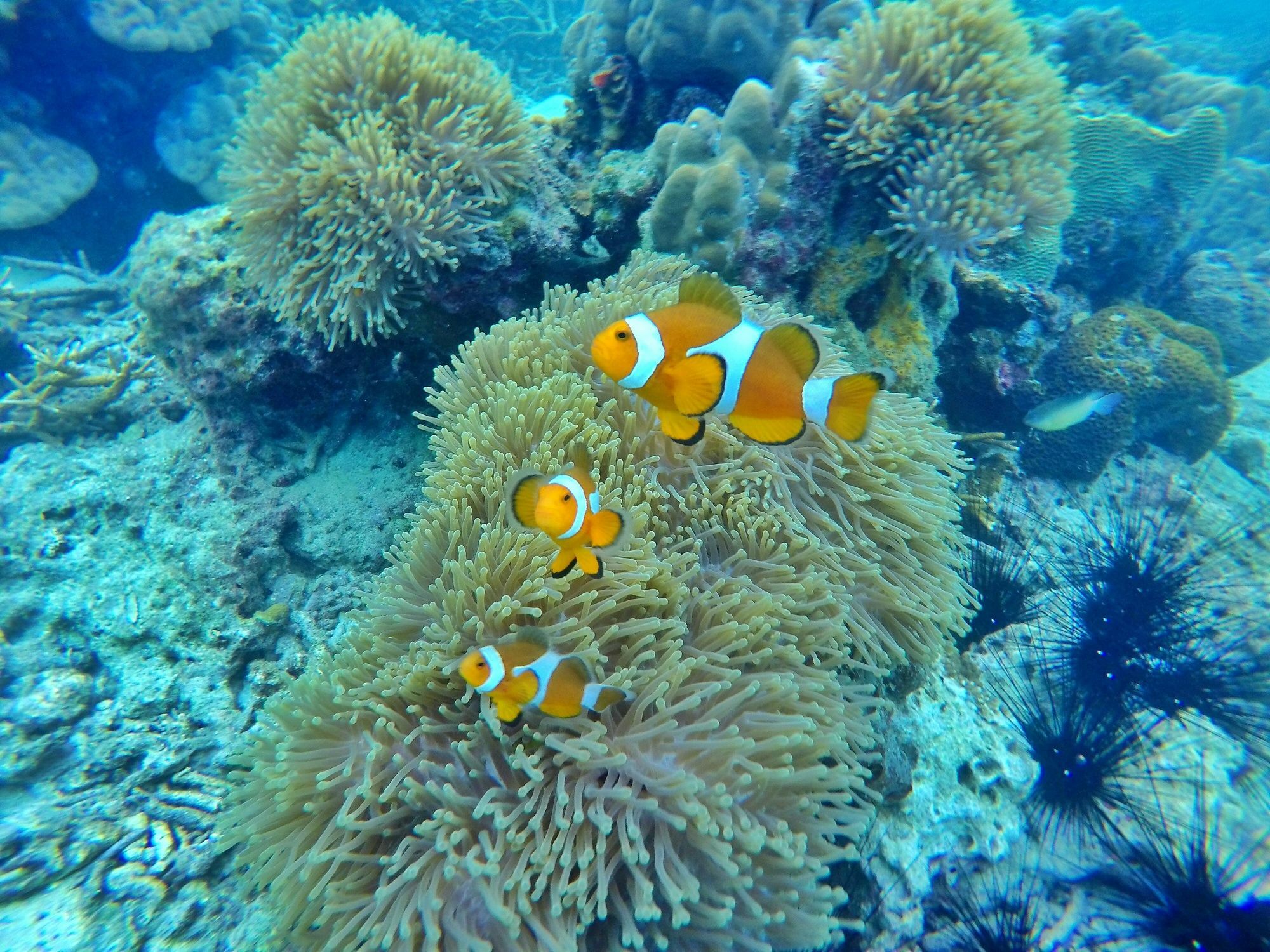Perhentian Island Resort Esterno foto